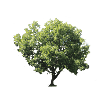 isolated single tree with clipping path png