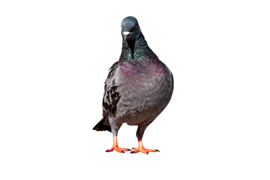Full Body front view of pigeon bird standing and walking isolate on transparent background, PNG File format