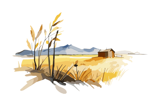 Watercolor golden field with crops on transparent background, PNG. Hand-drawn golden agriculture, cultivation, countryside landscape field for t-shirts, book covers, and print media decorations png