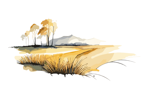 Watercolor golden field with crops on transparent background, PNG. Hand-drawn golden agriculture, cultivation, countryside landscape field for t-shirts, book covers, and print media decorations png