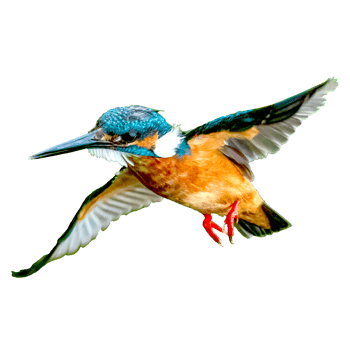 icon of bird png
