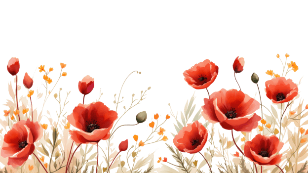 Poppy flowers isolated png