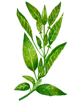 Watercolor green food herbs png