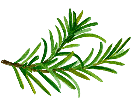 Watercolor green food herbs png