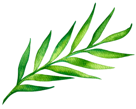 Watercolor green food herbs png