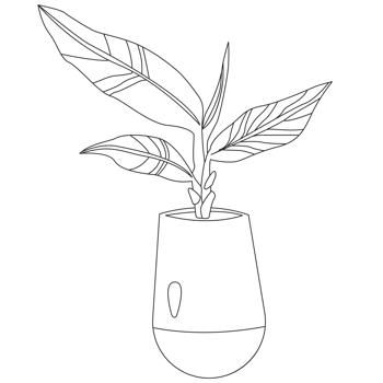 Aglaonema Plant Outline 2D Illustrations png