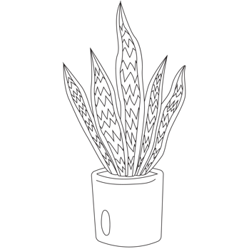 Snake Plants 1 Plant Outline 2D Illustrations png