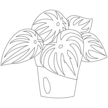 Watermelon Peperopia Plant Outline 2D Illustrations png