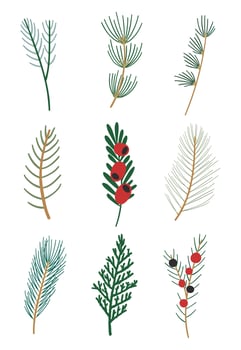 Evergreens coniferous branches. Winter floral set. vector