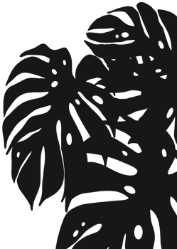 Shadow Monsrera leaves  silhouette,Tropical foliage Split leaf  plant isolated, branch Leaf Overlay, Element object for Spring Summer, Mock up Product Presentation png
