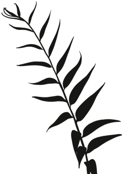 Shadow Leaves silhouette, Tropical branch Leaf Overlay, Element object for Spring Summer, Mock up Product Presentation png