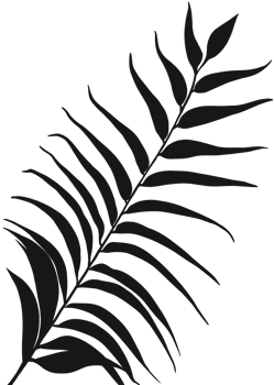 Shadow Leaves silhouette, Tropical branch Leaf Overlay, Element object for Spring Summer, Mock up Product Presentation png