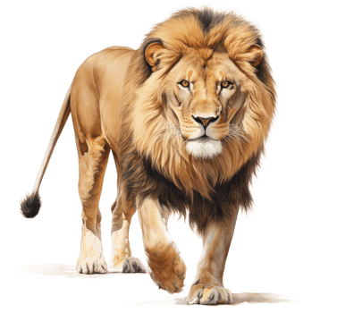 Lion animal isolated png