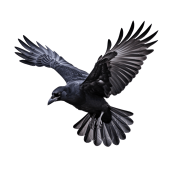 Flying black crow isolated png