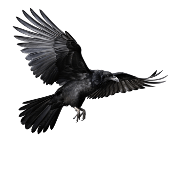 Flying black crow isolated png