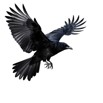 Flying black crow isolated png