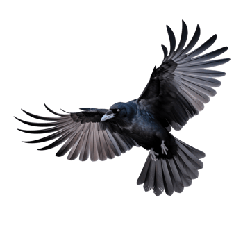 Flying black crow isolated png
