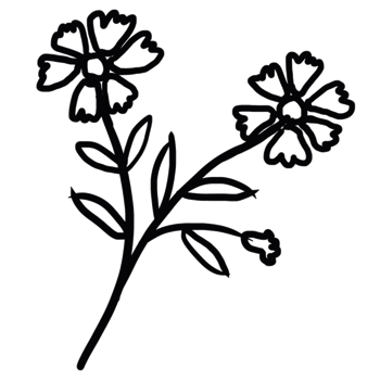 decoration decorative design different drawn eco elegance art png