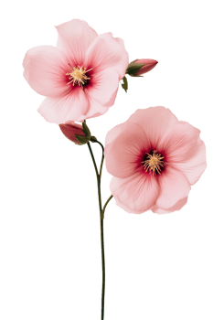 Cute pink flowers isolated png