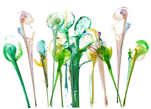 Abstract flowers .Hand watercolor painting and make graphic vector. png