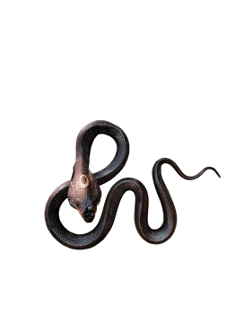 Cobra. Dead venomous snake caught and preserved for study on PNG transparent