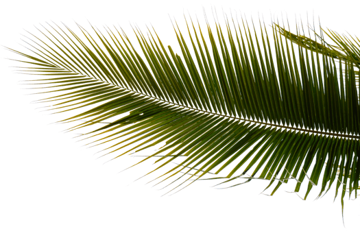 palm leaf on transparent background png