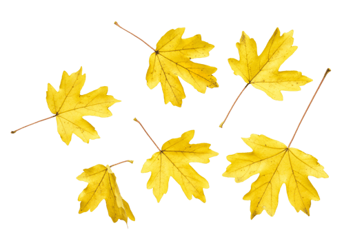 Set of autumn yellow maple leaves isolated on a white png