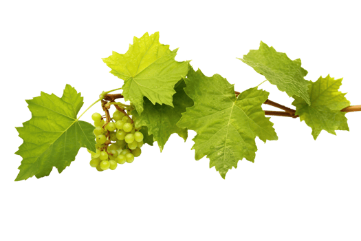 Grape plant isolated on white or transparent background cutout. Generative AI png