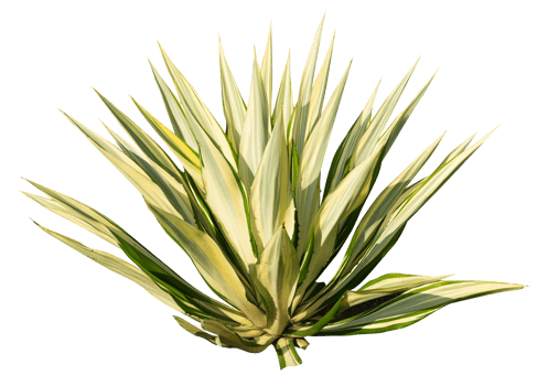 The desert exotic plants isolated png