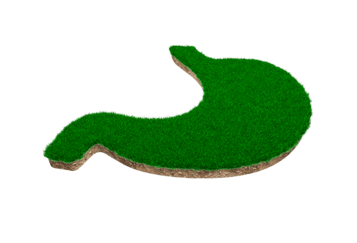 Stomach shape made of green grass and Rock ground texture cross section with 3d illustration png