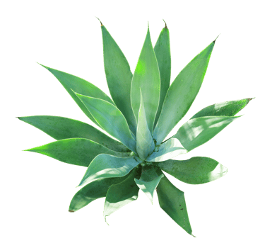 exotic potted garden plant isolated png