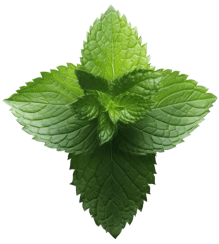fresh mint leaves on a transparent background ai generated png