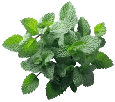 fresh mint leaves on a transparent background ai generated png