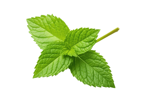 Fresh mint isolated on transparent background. PNG file, cut out. AI Generated