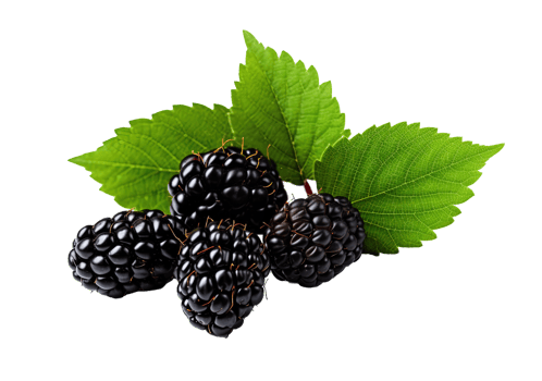 Blackberry isolated on transparent background. PNG file, cut out. AI Generated
