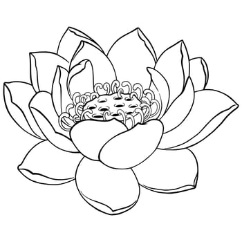 lineart illustration of a lotus flower vector