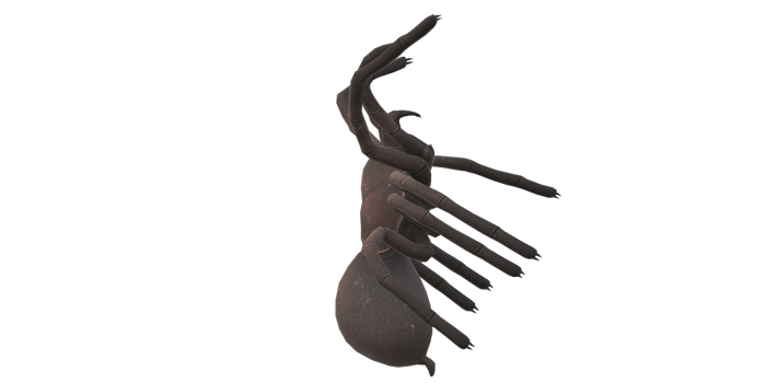 Spider isolated on a transparent Background png