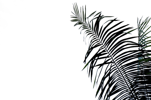 a palm tree with leaves on a transparent background png