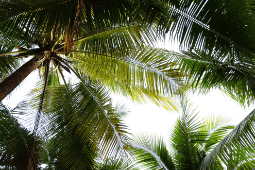 tropical palm trees with clear sky background png