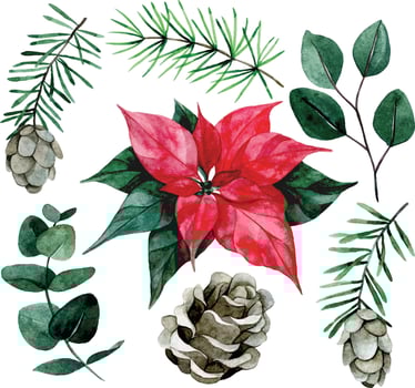 watercolor drawing, set of christmas plants. poinsettia flower, eucalyptus leaves, fir branches and cones on a white background vector