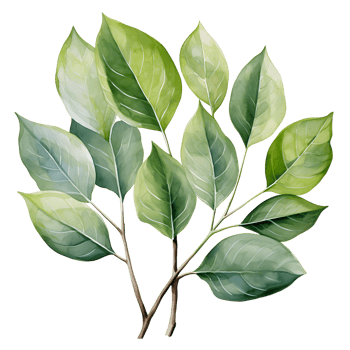 Watercolor and painting green leaves branch illustration png