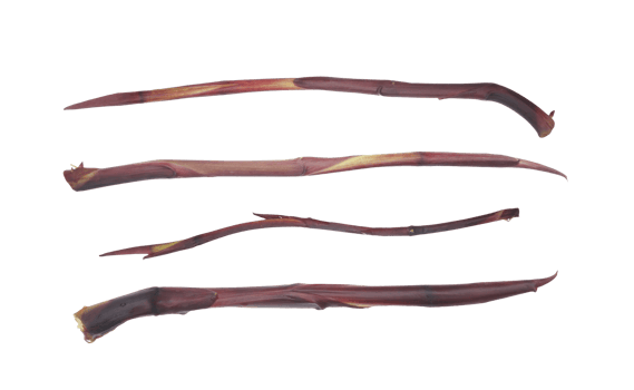 stolon of taro or colocasia stem isolated on transparent background. png