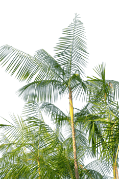 tropical palm tree with leaves and branches on a transparent background png