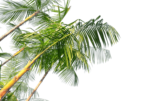 tropical palm tree with leaves and branches on a transparent background png