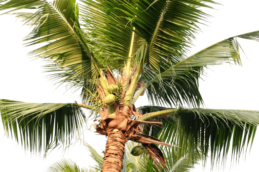 a coconut tree with leaves and leaves png