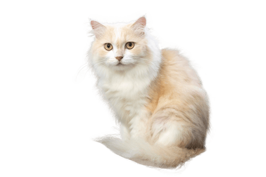 Persian cat light brown and white, isolate on transparent background PNG file