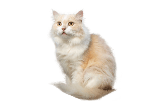 Persian cat light brown and white, isolate on transparent background PNG file
