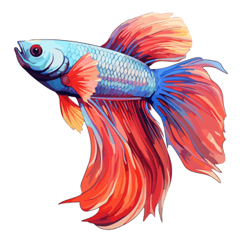 Siamese fighting fish sticker Illustrations, Betta Fish png