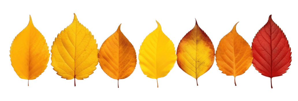 Autumn leaves border isolated png