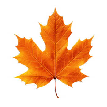 Autumn falling leaf isolated png